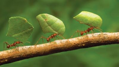 تصویر شماره 35 از آلبوم تصویر زمینه مورچه (Ants)