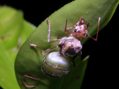 تصویر شماره 42 از آلبوم تصویر زمینه مورچه (Ants)