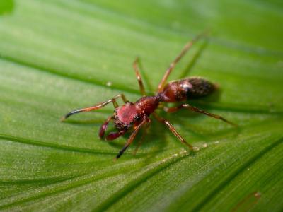 تصویر شماره 26 از آلبوم تصویر زمینه مورچه (Ants)