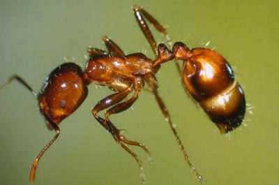 تصویر شماره 19 از آلبوم تصویر زمینه مورچه (Ants)