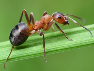 تصویر شماره 41 از آلبوم تصویر زمینه مورچه (Ants)