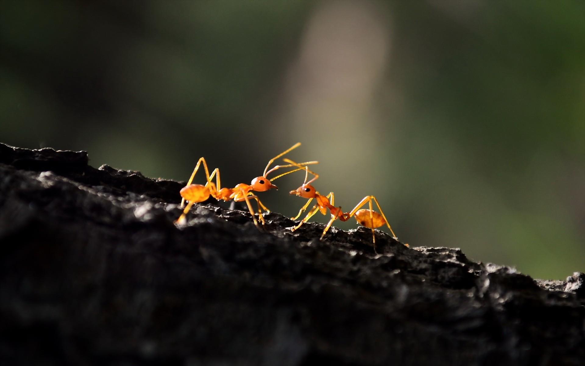 مورچه (Ants)