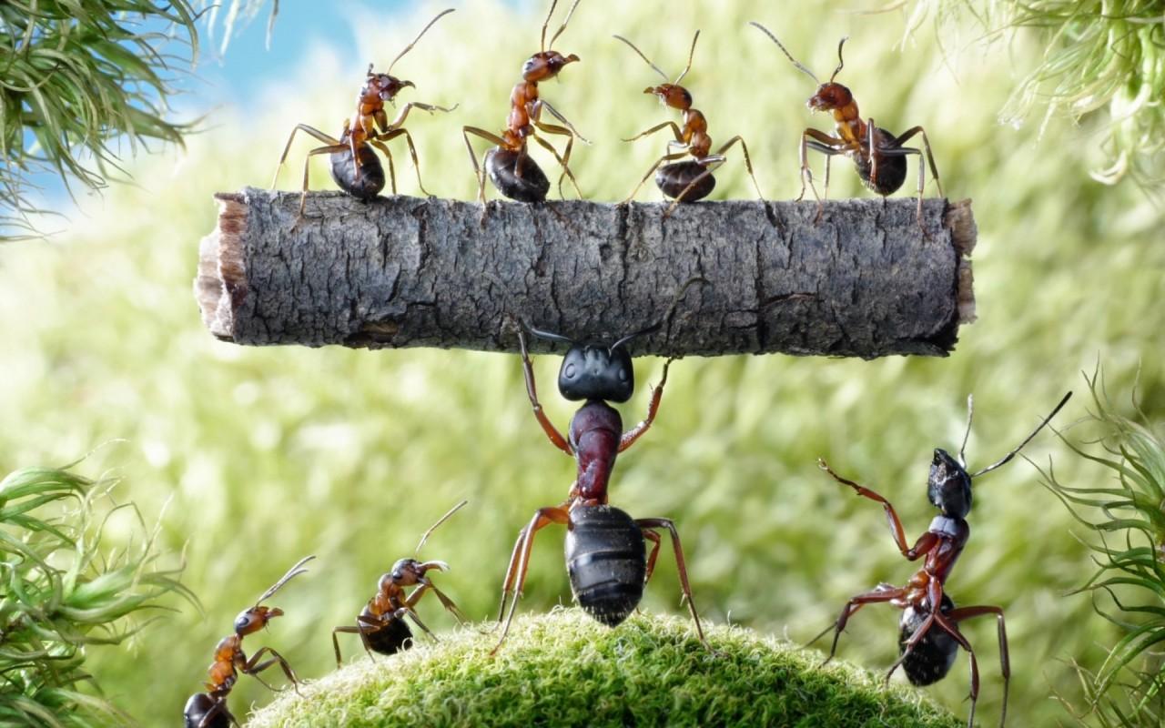 مورچه (Ants)