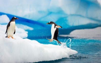 تصویر شماره 36 از آلبوم تصویر زمینه قاره Antarctica