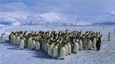 تصویر شماره 5 از آلبوم تصویر زمینه قاره Antarctica