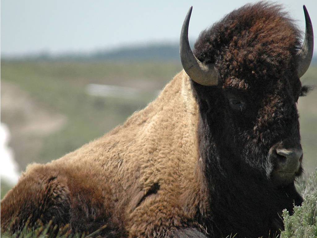 گاومیش کوهان‌دار (Bison)