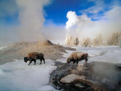 تصویر شماره 20 از آلبوم تصویر زمینه گاومیش کوهان‌دار (Bison)