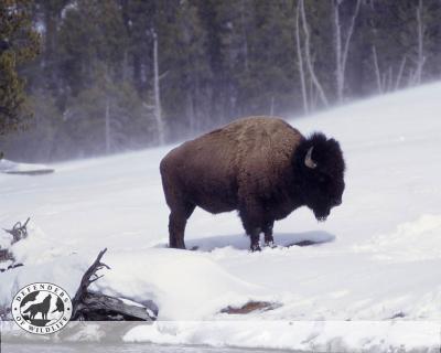 تصویر شماره 50 از آلبوم تصویر زمینه گاومیش کوهان‌دار (Bison)