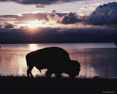 تصویر شماره 31 از آلبوم تصویر زمینه گاومیش کوهان‌دار (Bison)