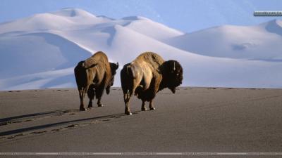 تصویر شماره 21 از آلبوم تصویر زمینه گاومیش کوهان‌دار (Bison)