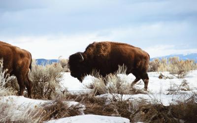 تصویر شماره 8 از آلبوم تصویر زمینه گاومیش کوهان‌دار (Bison)