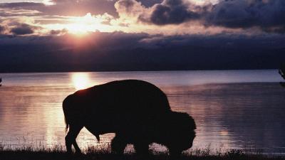 تصویر شماره 22 از آلبوم تصویر زمینه گاومیش کوهان‌دار (Bison)