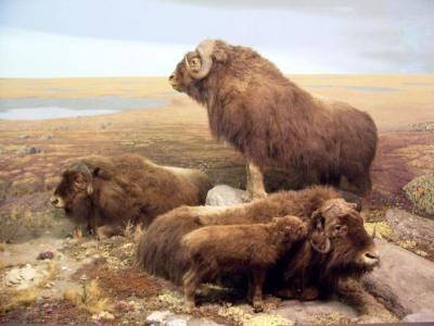 تصویر شماره 15 از آلبوم تصویر زمینه گاومیش کوهان‌دار (Bison)