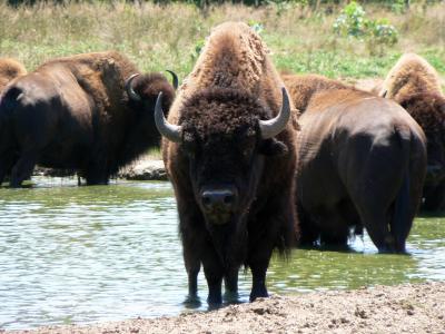 تصویر شماره 24 از آلبوم تصویر زمینه گاومیش کوهان‌دار (Bison)