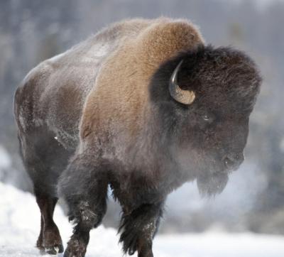 تصویر شماره 41 از آلبوم تصویر زمینه گاومیش کوهان‌دار (Bison)