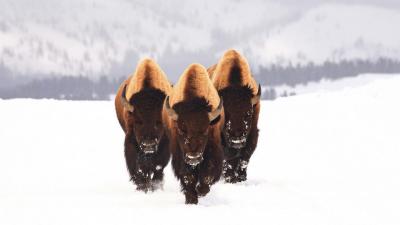 تصویر شماره 26 از آلبوم تصویر زمینه گاومیش کوهان‌دار (Bison)