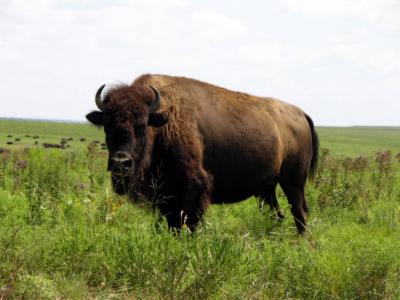 تصویر شماره 38 از آلبوم تصویر زمینه گاومیش کوهان‌دار (Bison)