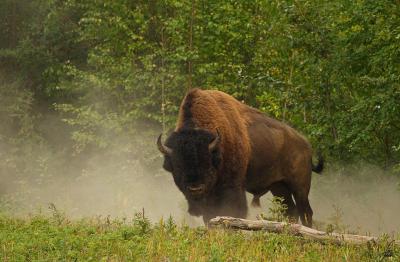 تصویر شماره 11 از آلبوم تصویر زمینه گاومیش کوهان‌دار (Bison)