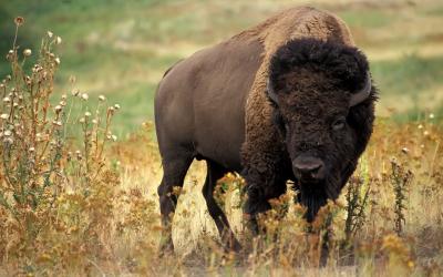 تصویر شماره 2 از آلبوم تصویر زمینه گاومیش کوهان‌دار (Bison)