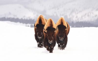 تصویر شماره 19 از آلبوم تصویر زمینه گاومیش کوهان‌دار (Bison)