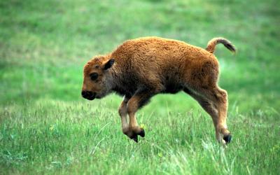 تصویر شماره 37 از آلبوم تصویر زمینه گاومیش کوهان‌دار (Bison)