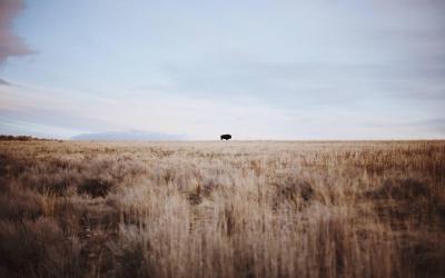 تصویر شماره 29 از آلبوم تصویر زمینه گاومیش کوهان‌دار (Bison)