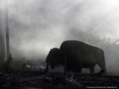 تصویر شماره 39 از آلبوم تصویر زمینه گاومیش کوهان‌دار (Bison)