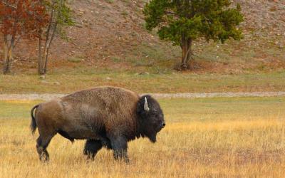 تصویر شماره 23 از آلبوم تصویر زمینه گاومیش کوهان‌دار (Bison)