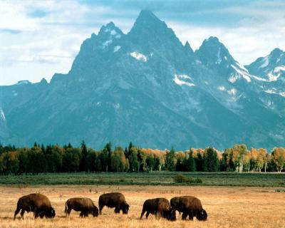 تصویر شماره 44 از آلبوم تصویر زمینه گاومیش کوهان‌دار (Bison)