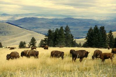 تصویر شماره 48 از آلبوم تصویر زمینه گاومیش کوهان‌دار (Bison)