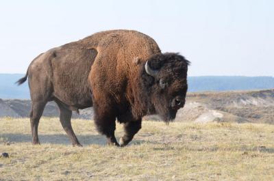 تصویر شماره 25 از آلبوم تصویر زمینه گاومیش کوهان‌دار (Bison)