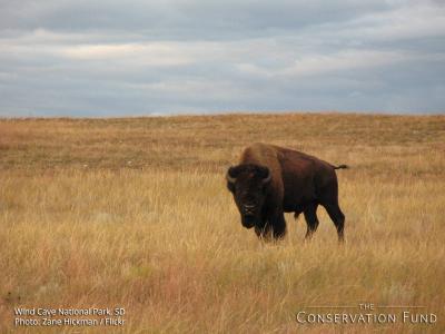 تصویر شماره 33 از آلبوم تصویر زمینه گاومیش کوهان‌دار (Bison)