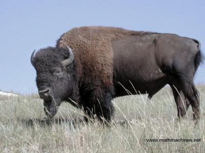 تصویر شماره 4 از آلبوم تصویر زمینه گاومیش کوهان‌دار (Bison)