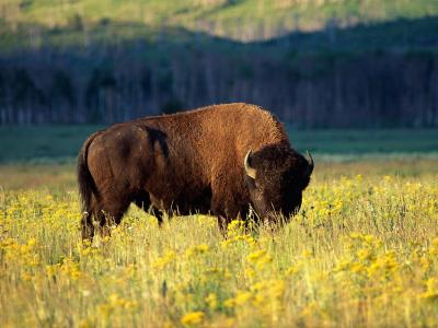 تصویر شماره 13 از آلبوم تصویر زمینه گاومیش کوهان‌دار (Bison)