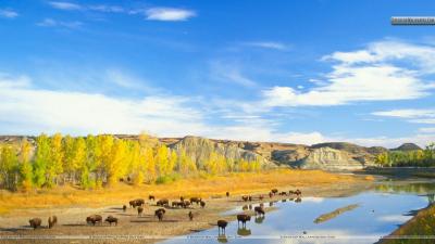 تصویر شماره 49 از آلبوم تصویر زمینه گاومیش کوهان‌دار (Bison)