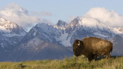 تصویر شماره 5 از آلبوم تصویر زمینه گاومیش کوهان‌دار (Bison)