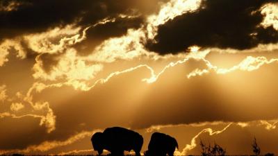 تصویر شماره 30 از آلبوم تصویر زمینه گاومیش کوهان‌دار (Bison)