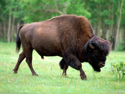 تصویر شماره 12 از آلبوم تصویر زمینه گاومیش کوهان‌دار (Bison)