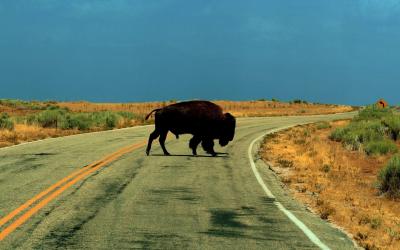 تصویر شماره 47 از آلبوم تصویر زمینه گاومیش کوهان‌دار (Bison)