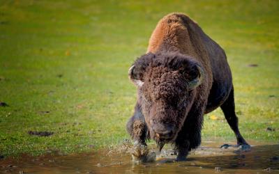 تصویر شماره 32 از آلبوم تصویر زمینه گاومیش کوهان‌دار (Bison)