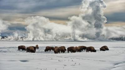 تصویر شماره 45 از آلبوم تصویر زمینه گاومیش کوهان‌دار (Bison)