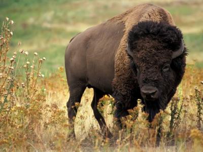 تصویر شماره 51 از آلبوم تصویر زمینه گاومیش کوهان‌دار (Bison)