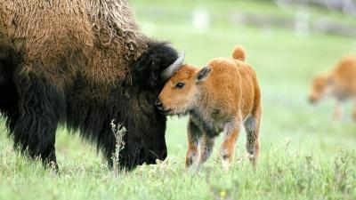 تصویر شماره 34 از آلبوم تصویر زمینه گاومیش کوهان‌دار (Bison)