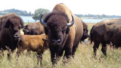 تصویر شماره 3 از آلبوم تصویر زمینه گاومیش کوهان‌دار (Bison)