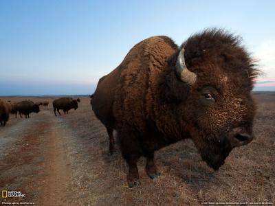 تصویر شماره 1 از آلبوم تصویر زمینه گاومیش کوهان‌دار (Bison)