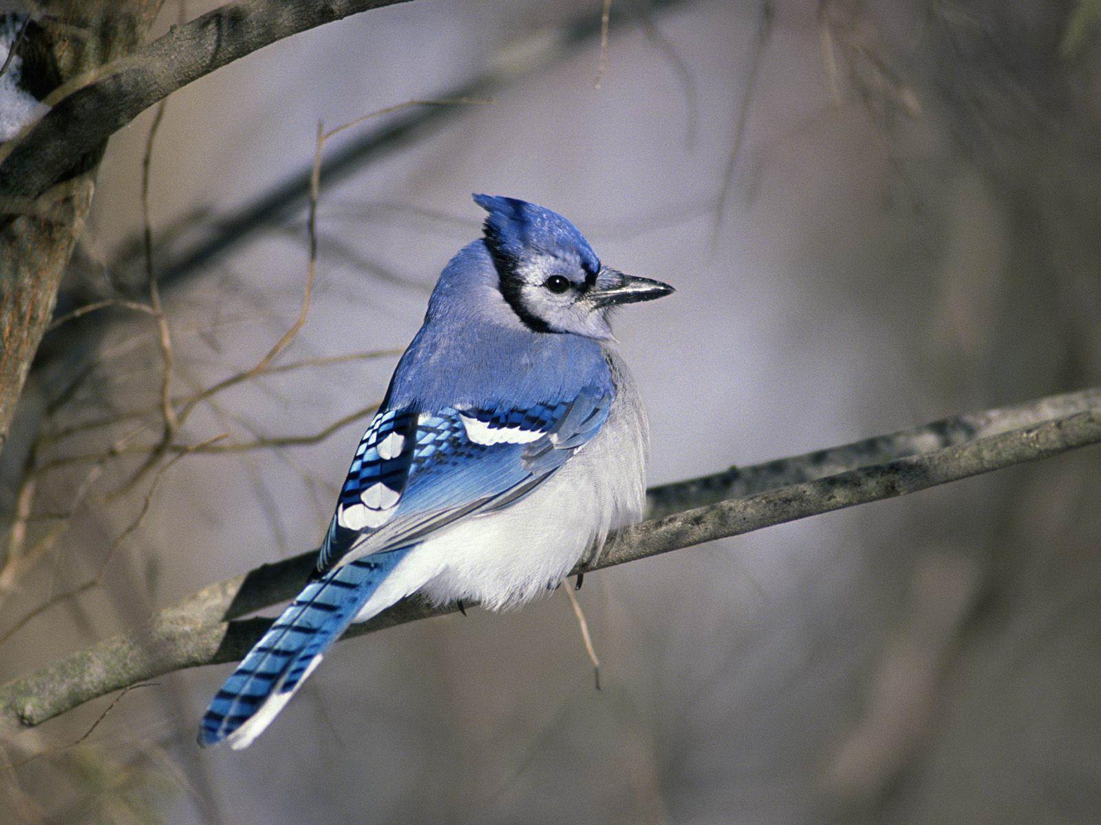 جیجاق کبود (Blue jay)