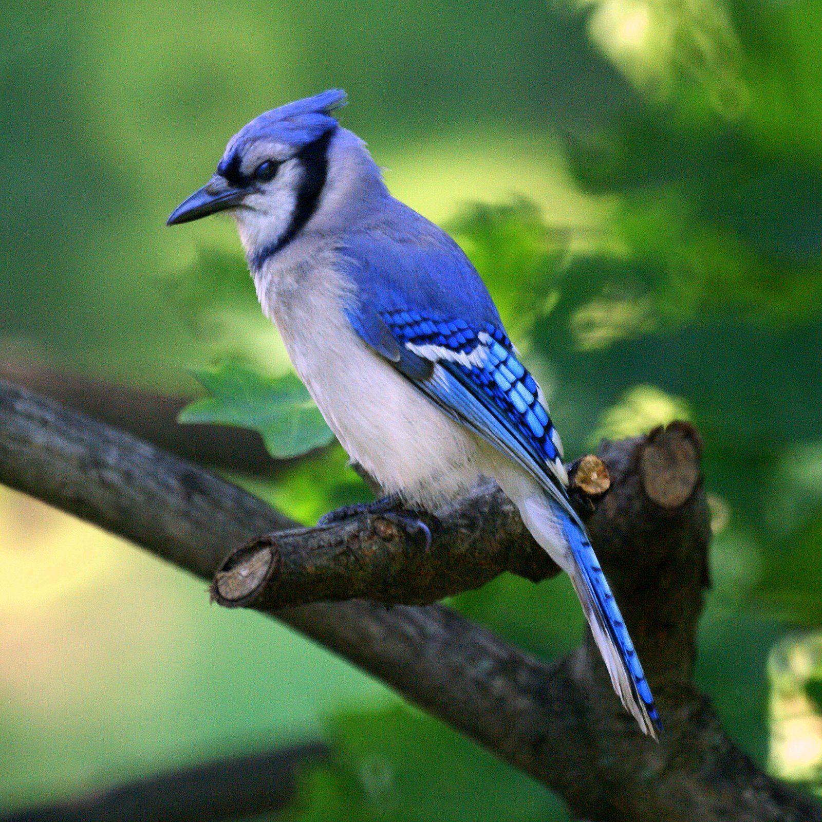 جیجاق کبود (Blue jay)