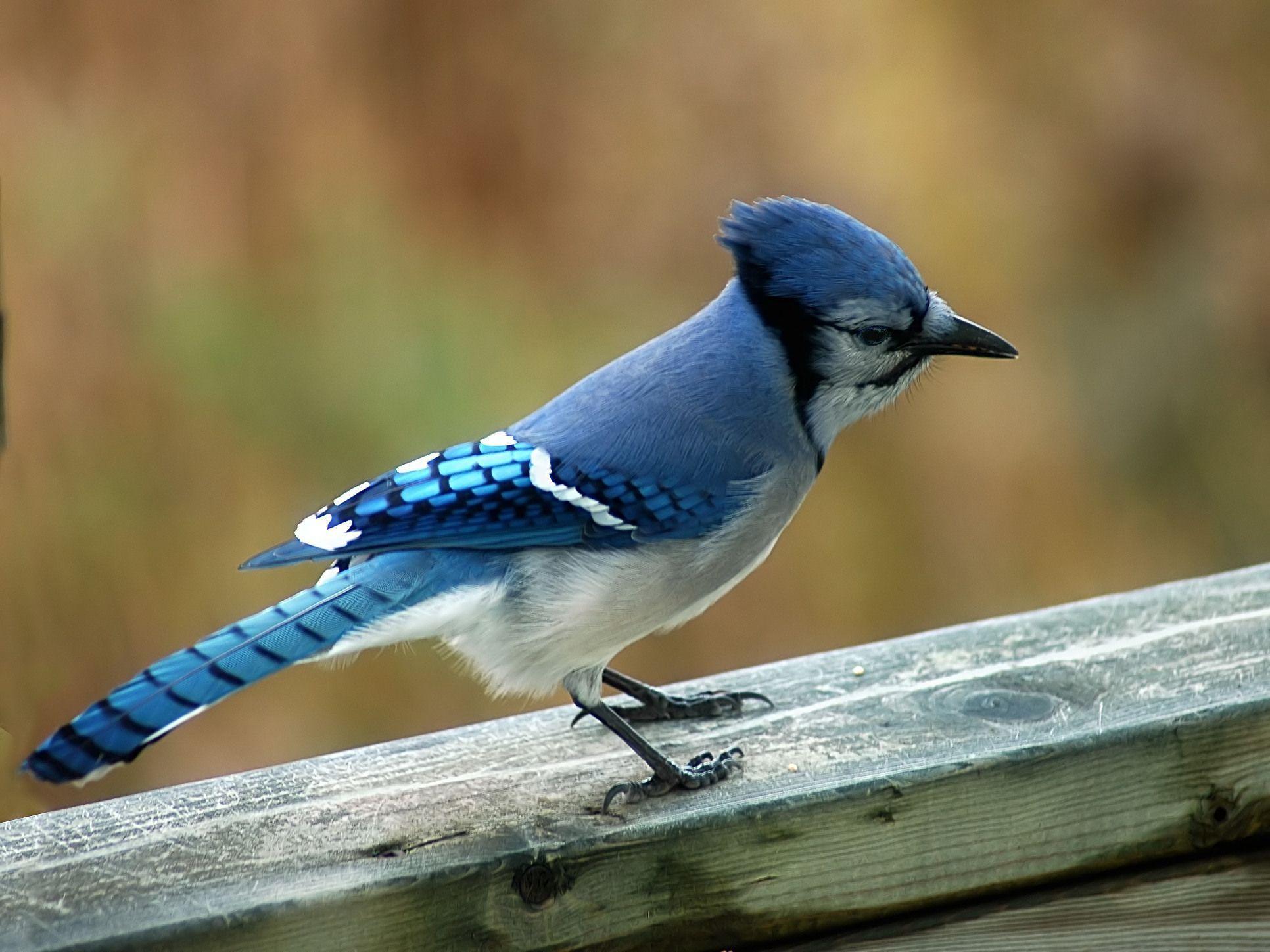 جیجاق کبود (Blue jay)