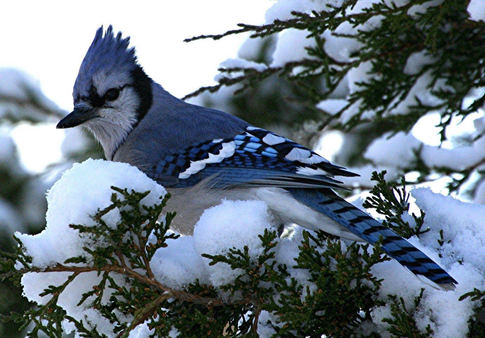 جیجاق کبود (Blue jay)