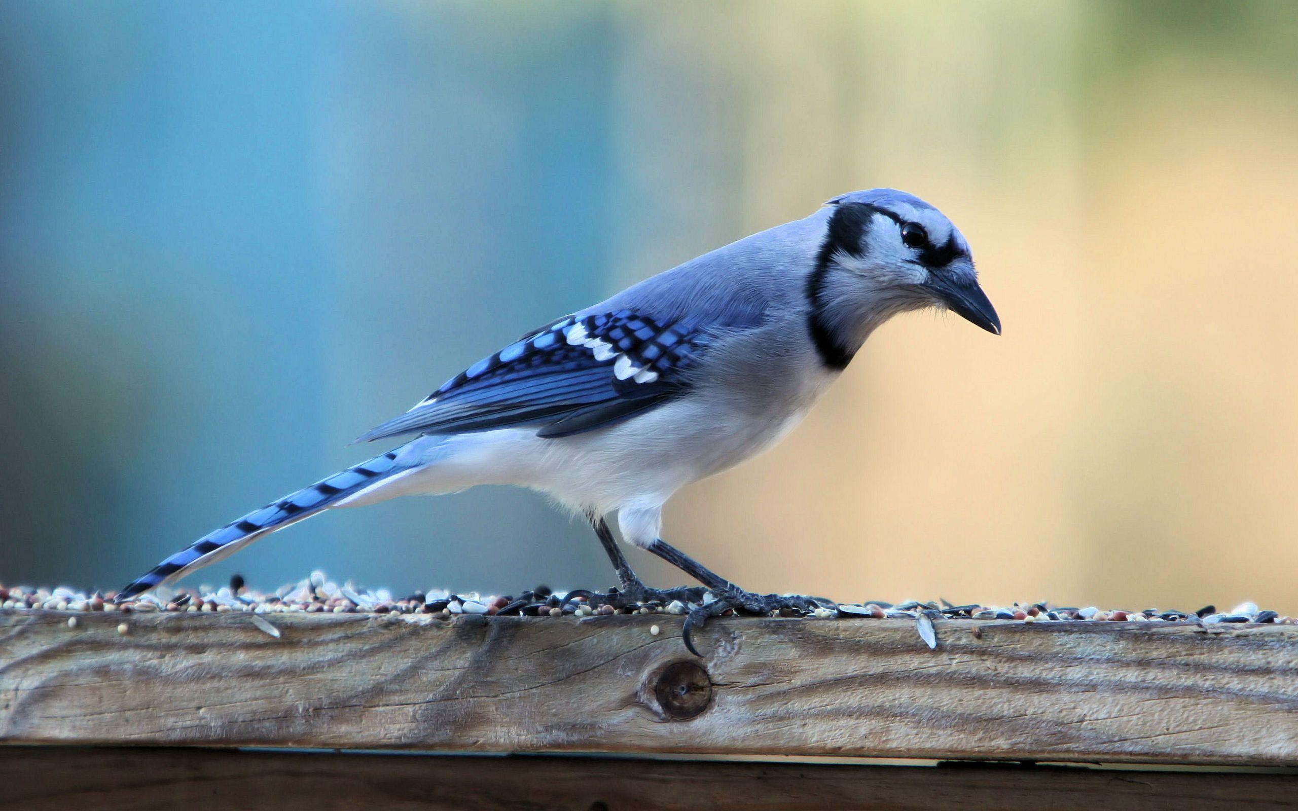 جیجاق کبود (Blue jay)